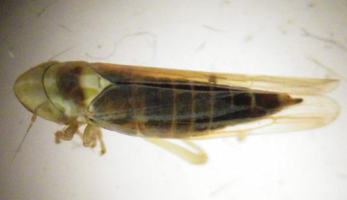 Dikraneura variata